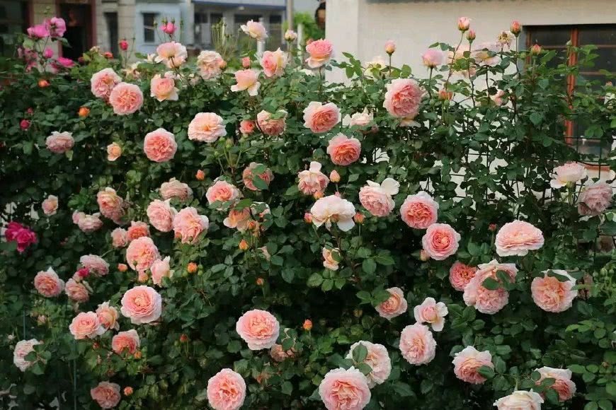 The most worthwhile Fujimoto rose is cheap and beautiful, and it is easy to keep the flowers blooming in the four seasons.