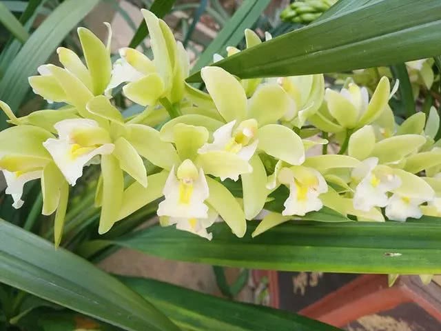 An evergreen plant of Cymbidium.