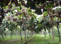 What do you need to pay attention to when growing kiwifruit?