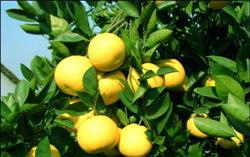 What are the common diseases and insect pests of pomelo?