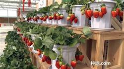 How do strawberries be potted?