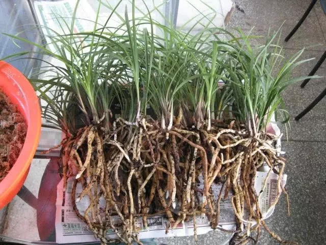 Pour some self-made nutrient solution into the pot and the soil has not hardened for 10 years. All the potted flowers and plants have grown wildly and exploded in the basin.