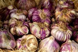 What is the demand for fertilizer for garlic?