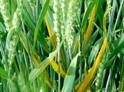 The control of wheat diseases, insect pests and weeds in spring is the key.