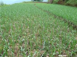 How to plant garlic fertilizer effect is good?