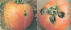 How to Control Tomato seed Diseases and pests