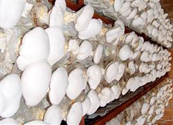 Bag cultivation of Pleurotus ostreatus