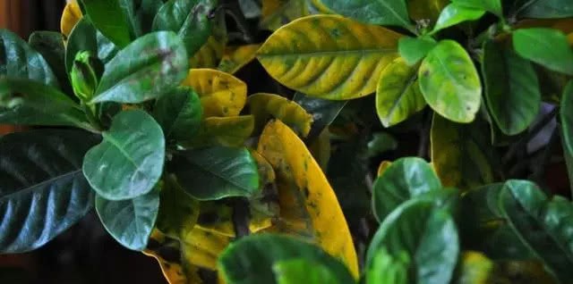 Potted flowers with yellow leaves? With a cheap little thing, the yellow leaves turn green and grow crazy.