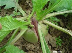 How to prevent and cure the split root of radish?