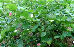 Deep-buried drip Irrigation Technology of Cotton