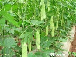 How to cultivate balsam pear scientifically?