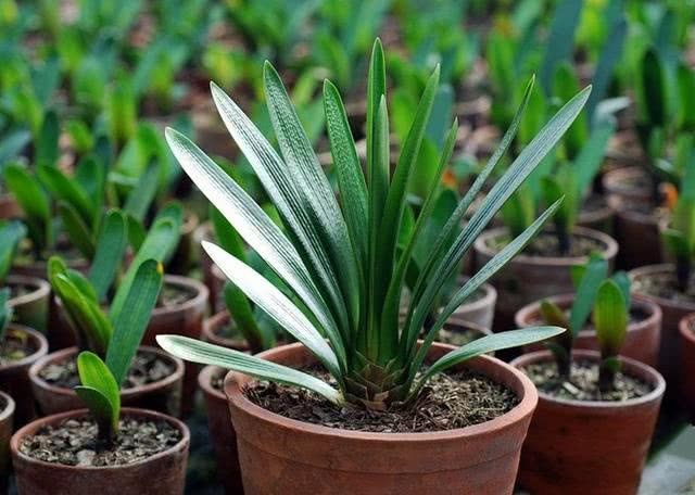 Outdoor bonsai is the most suitable for entering the house? These five points are not afraid of winter intrusion to master domestic bonsai.