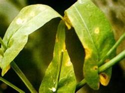 Early control of Sclerotinia sclerotiorum and aphids