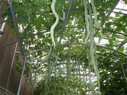 How to grow serpentine towel gourd