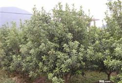 How to manage bayberry after picking?