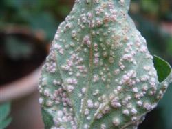 Control technology of chrysanthemum white rust