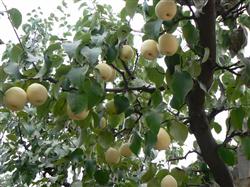 How to prune the fruiting period of Yali pear?