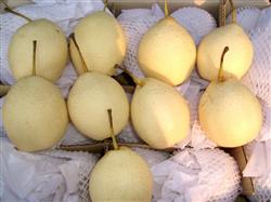 How to grow high quality Yali pear?