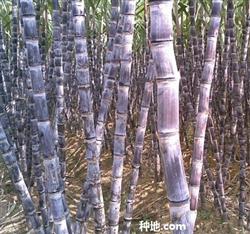 How to control black skin sugarcane mosaic virus disease