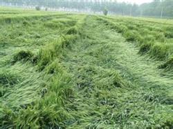 Lodging control measures of wheat in spring