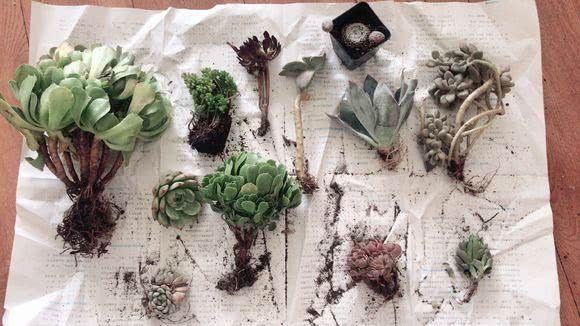 Raising succulent plants costs a lot of money to go to the flower market, but it saves a lot of money.