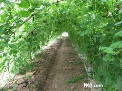 How to cultivate out-of-season balsam pear?