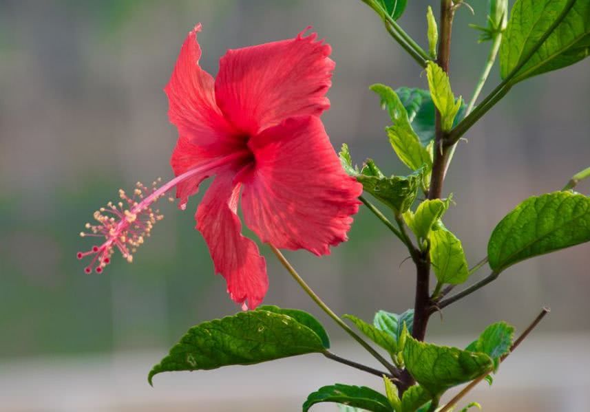 Planting mulberry flowers know these ways to plant not only beautiful flowers but also beautiful flowers.