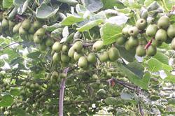 How can kiwifruit be planted with high yield?