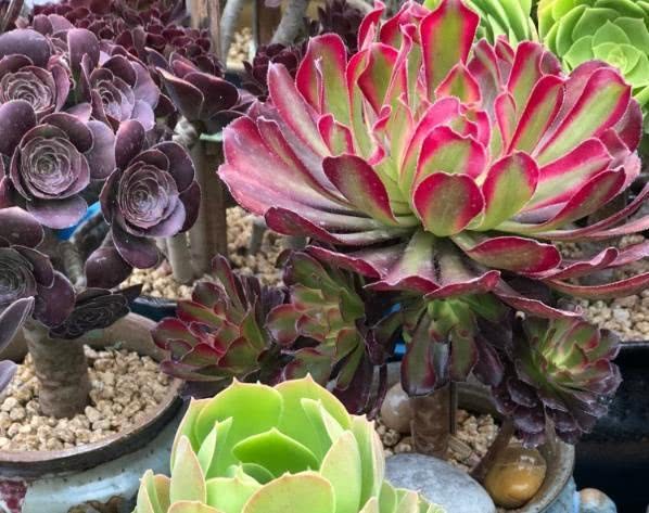 The succulent plants in autumn grow lateral buds and choose to transplant one plant to more than one plant.