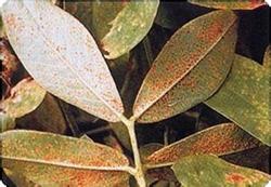 What are the reasons for the occurrence and prevalence of peanut rust?