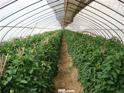 What about the overgrowth of greenhouse tomatoes?