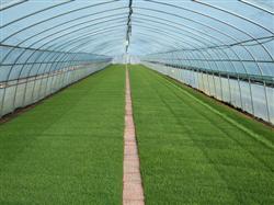 Dry Seedling raising technique of Rice Bowl in large and medium greenhouse