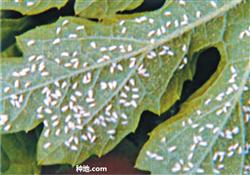 How to control whitefly in greenhouse balsam pear?