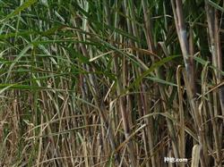 How to fertilize sugarcane for high yield