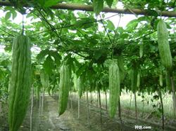 How to trim balsam pear in arch shed?