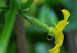 What causes cucumber flower topping?