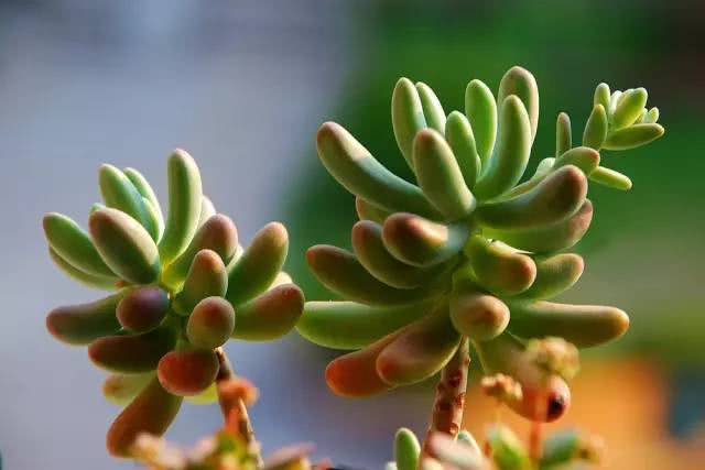 Effect of air humidity on succulent plants