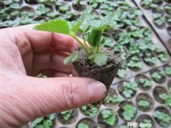 How to reproduce strawberry seedlings?