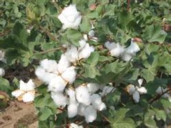 High density cultivation Model of Cotton with one Film and five elements