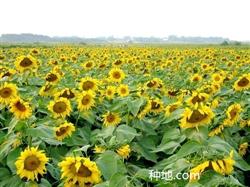 How to control underground pests by planting sunflowers?