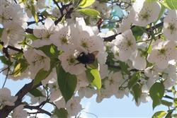 What medicine should be given before crisp pears blossom?