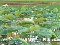 How does planting lotus root prevent disease?