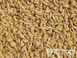 How to soak seeds and accelerate sprouting of hybrid rice?