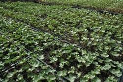 Prevention and treatment of premature senescence of cotton in the middle and later stage