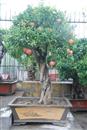 How to cultivate pomegranate bonsai