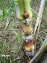 Is there any good way to control pests in sugarcane?