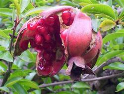 How to prevent pomegranate from cracking