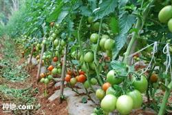 How to prevent tomato green