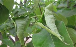 What diseases and insect pests should be prevented when planting pear trees?