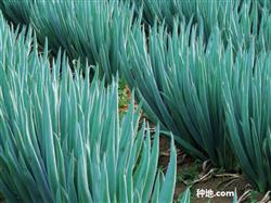 How to manage scallion in high temperature period?